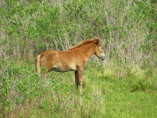 Pony