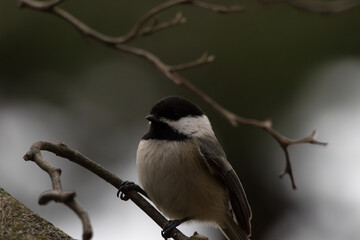 black-capped chickadee perched on branch