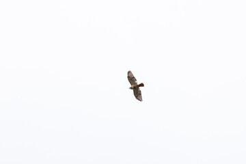 red-tailed hawk in flight