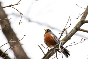 robin perched on branch