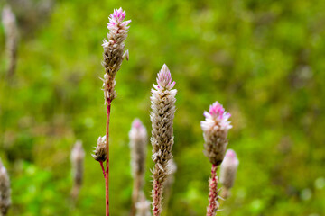 Silver Coxscomb or Plumed Coxscomb Flower (Celocia argentea)