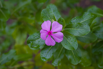 Tapak dara flower is an annual shrub originating from Madagascar, but has spread to various other tropical areas. The scientific name is Catharanthus roseus Don.
