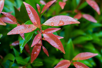 Red Shoots leaves. Red shoots or red shoot leaves are a species of plant known as an ornamental plant originating from the genus Syzygium, family Myrtaceae.