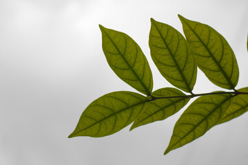 leaves isolated on white background sky