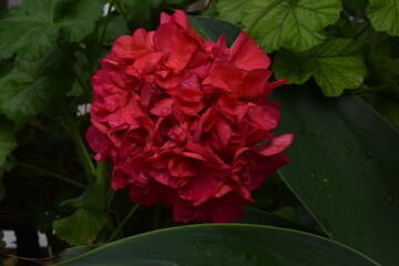 Flor roja