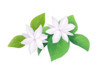 Fototapeta premium 二輪のピカケ（花と葉）のリアルな水彩イラスト