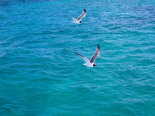 Turquoise colored water in ocean with seagulls in flight