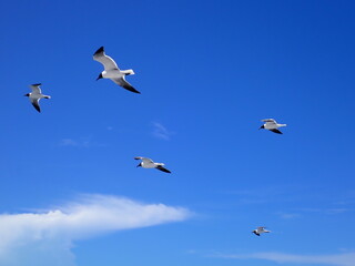Fototapeta na wymiar Group of seagulls flying in open blue sky