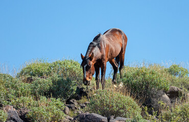 Dark bay sorrel wild horse stallion in the Salt River wild horse management area near Phoenix Arizona United States