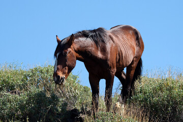 Chestnut dark bay sorrel wild horse stallion in the Salt River wild horse management area near Mesa...