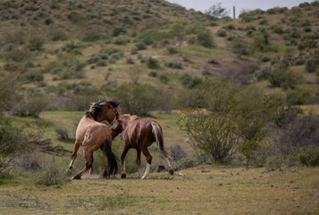 Bay and buckskin wild horse stallions running while fighting in the Salt River desert area near...