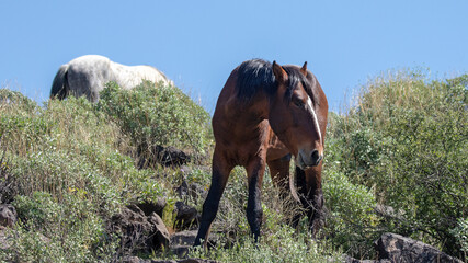 Liver chestnut dark bay wild horse stallion in the Salt River wild horse management area near...
