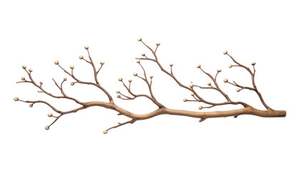 branch of tree with bud flower isolated on transparent background cutout
