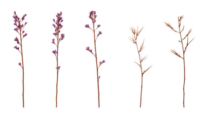 dry purple twig flower isolated on transparent background cutout