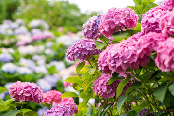 鎌倉236　上郷8　紫陽花
