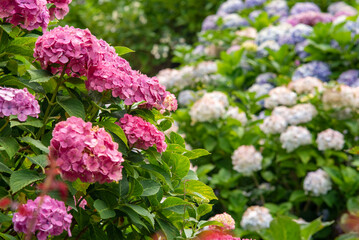 鎌倉236 上郷9 紫陽花