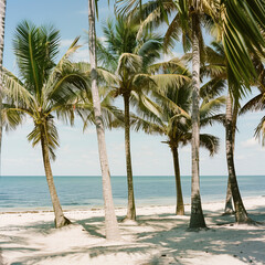 Tropical Beach Paradise with Lush Palm Trees