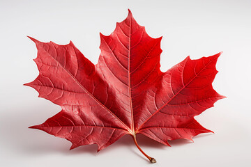 Maple leave isolated on white background.