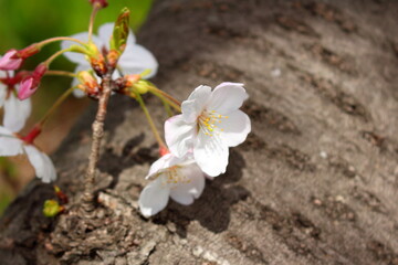 木の枝からこっそりと咲く桜の花