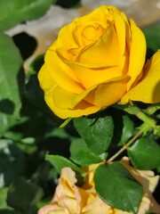 una rosa de color amarillo de primavera en el jardín