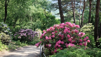 식물원 - 약용식물, 만병초