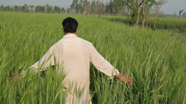 Close up of male moving over green wheat on the meadow. Young farmer walking through the wheat field and gently touching ears of crop. Agriculture concept slow motion 240fps 10bit 