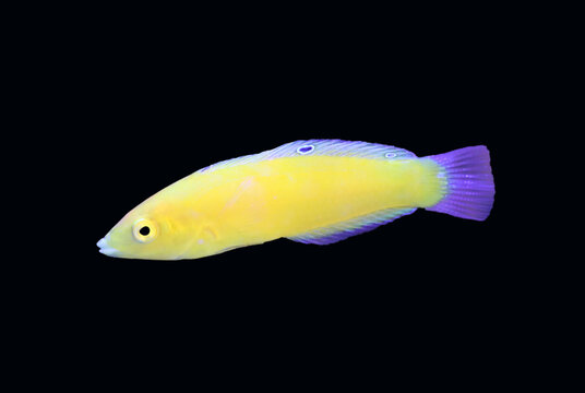 canary wrasse fish or golden wrasse (halichoeres chrysus)

