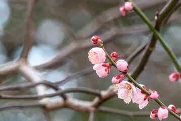 ピンク色で美しく可憐に咲くアンズの花