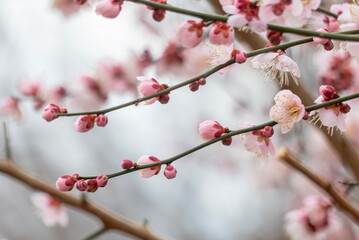 ピンク色で美しく可憐に咲くアンズの花