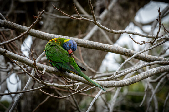 Rainbow Lorikeet Grooming