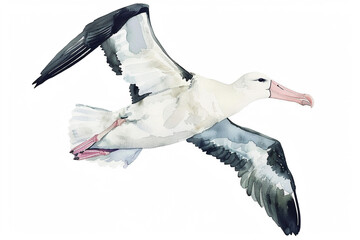 A Albatross cute hand draw watercolor white background. Cute animal vocabulary for kindergarten...