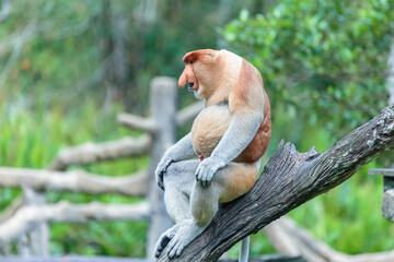 The proboscis monkey (Nasalis larvatus) or long-nosed monkey is a reddish-brown arboreal Old World monkey with an unusually large nose. It is endemic to the southeast Asian island of Borneo.