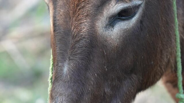 A domestic donkey eyes closeup slow motion 240fps with 10bit colors 