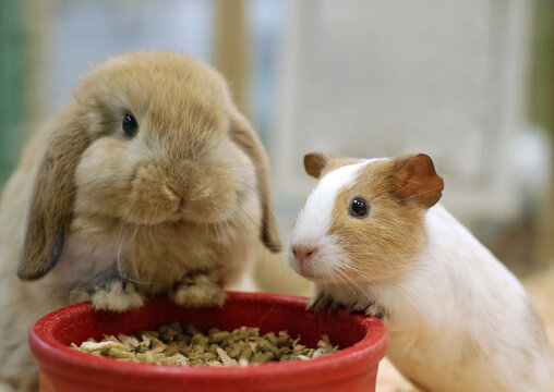 Adorable Holland Lop rabbit and a guinea pig are eating a meal together