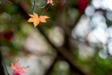 冬の公園で秋のような紅葉を見つけた