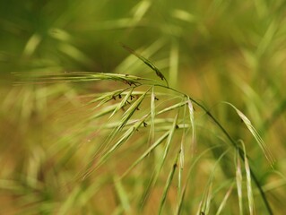 Erba stipa, erba piuma