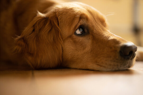Beautiful loving Golden Retriever 