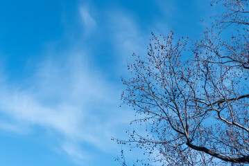 冬の晴れた日の公園散策　大きなモミジバフウの冬の実
