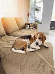 Two beagle dogs split sofa