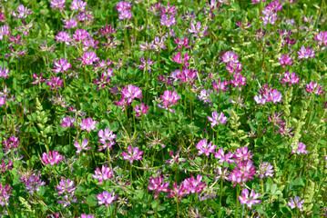 Naklejka premium レンゲ