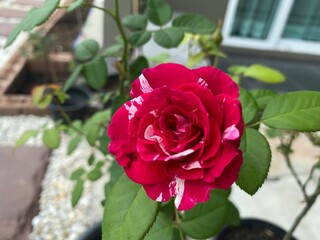 rose in the garden