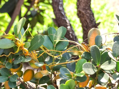 leaves of a tree accompanied with yellow vine, hojas de un &aacute;rbol acompa&ntilde;ado con enredadera de color amarillo
