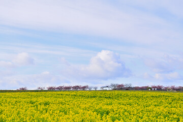 Fototapeta premium 菜の花畑