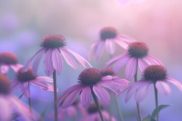 Close-up of stunning purple coneflowers in a serene and delicate pastel environment, perfect for...