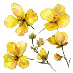 set of yellow flowers hand drawn with watercolors