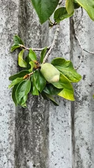 Gartenposter climbing fig © Jam-motion