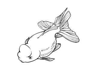 金魚（オランダシシガシラ型）のリアルな線画イラスト