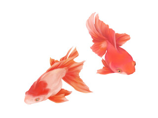 赤色（琉金型素赤）と紅白色（更紗琉金）の金魚のリアルな水彩イラスト