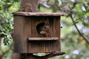 巣箱から顔を出すニホンリス