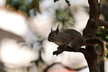 木の上で休むリスのポートレート